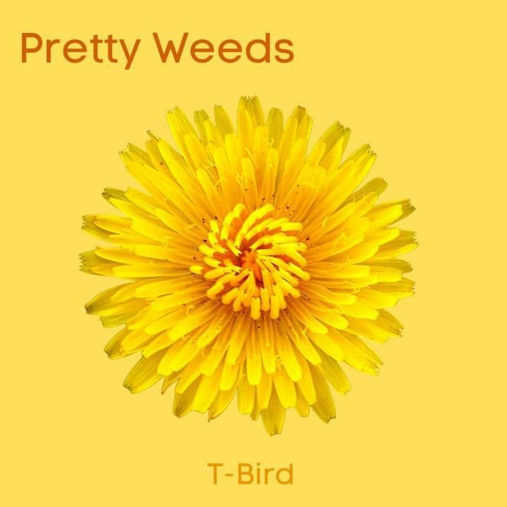 T-BIRD Releases Debut Single ‘Pretty Weeds’